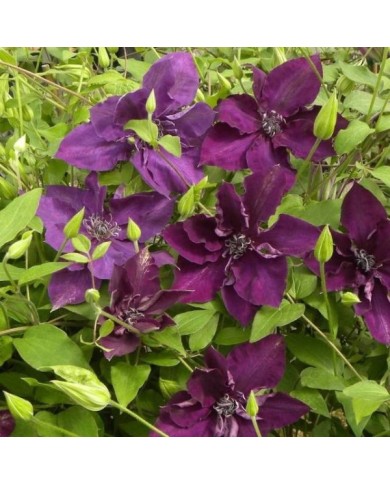 Clématite Amethyst Beauty™ 'Evipo043' (D.R Travers)