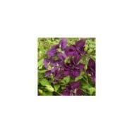 Clématite Amethyst Beauty™ 'Evipo043' (D.R Travers)