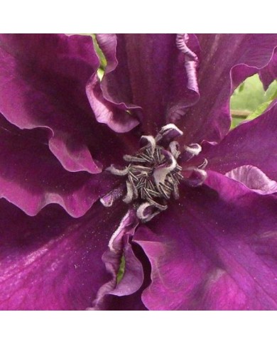 Clématite Amethyst Beauty™ 'Evipo043' (D.R Travers)