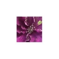 Clématite Amethyst Beauty™ 'Evipo043' (D.R Travers)