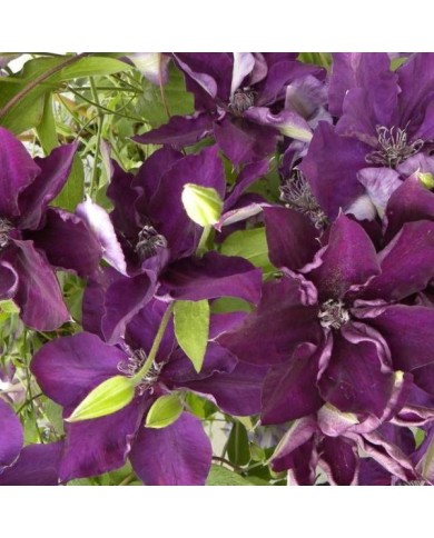 Clématite Amethyst Beauty™ 'Evipo043' (D.R Travers)