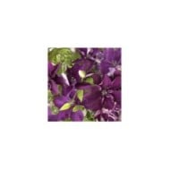 Clématite Amethyst Beauty™ 'Evipo043' (D.R Travers)