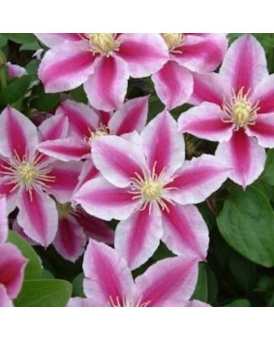 Clématite Angela® 'zoang' (D.R Travers)
