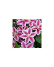 Clématite Angela® 'zoang' (D.R Travers)