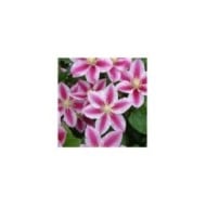 Clématite Angela® 'zoang' (D.R Travers)