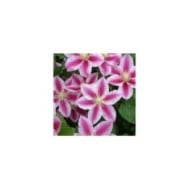 Clématite Angela® 'zoang' (D.R Travers)
