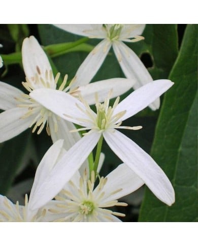 Clématite armandii Snowdrift (D.R Travers)