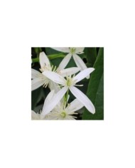 Clématite armandii Snowdrift (D.R Travers)