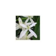 Clématite armandii Snowdrift (D.R Travers)