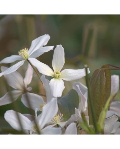 Clématite armandii Snowdrift (D.R Travers)