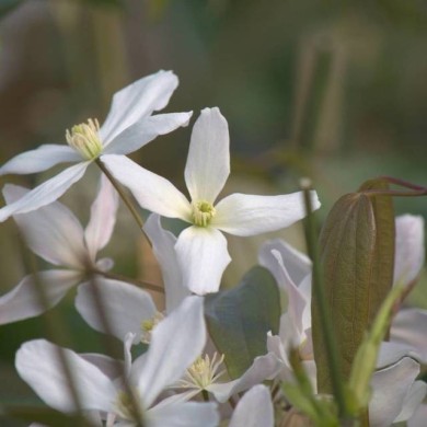 Clématite armandii Snowdrift (D.R Travers)