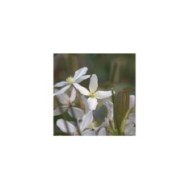 Clématite armandii Snowdrift (D.R Travers)
