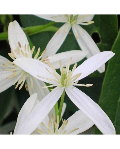 Clématite armandii Snowdrift (D.R Travers)