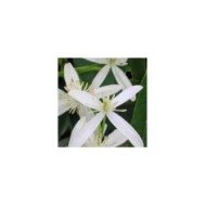 Clématite armandii Snowdrift (D.R Travers)