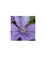 Clématite Bagatelle (D.R Travers)