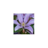 Clématite Bagatelle (D.R Travers)