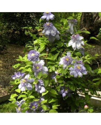 Clématite Blue Light® (D.R Travers)