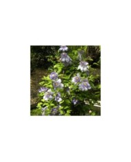 Clématite Blue Light® (D.R Travers)