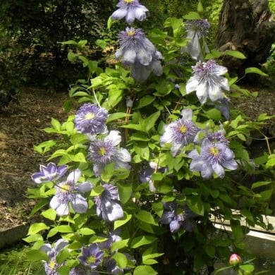 Clématite Blue Light® (D.R Travers)