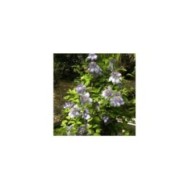 Clématite Blue Light® (D.R Travers)