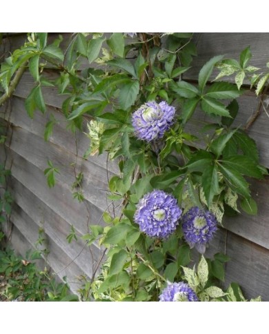 Clématite Blue Light® (D.R Travers)