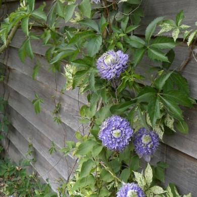 Clématite Blue Light® (D.R Travers)