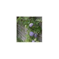 Clématite Blue Light® (D.R Travers)