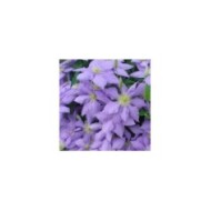 Clématite Cezanne™ 'Evipo023' (D.R Travers)