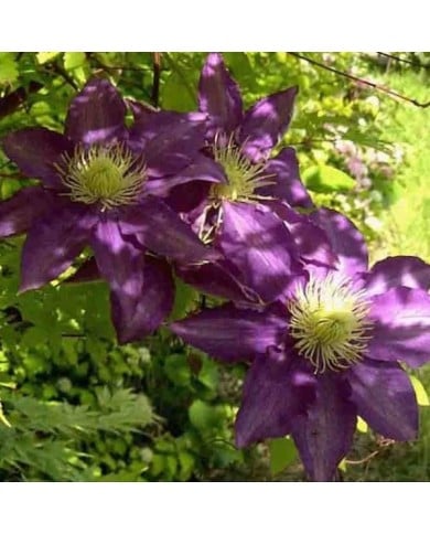 Clématite Couronne Royale (D.R Travers)
