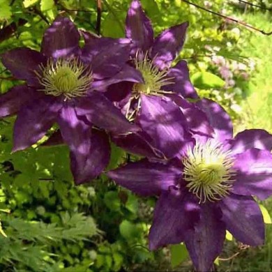 Clématite Couronne Royale (D.R Travers)