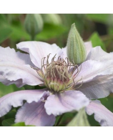 Clématite Filigree™ 'Evipo029' (D.R Travers)