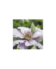 Clématite Filigree™ 'Evipo029' (D.R Travers)