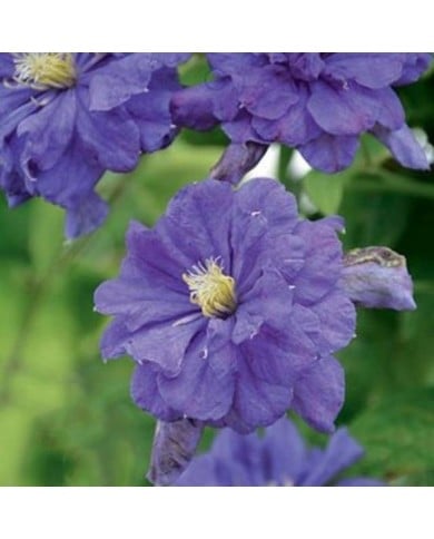 Clématite Floral Dance® (D.R Travers)
