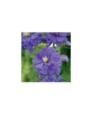 Clématite Floral Dance® (D.R Travers)
