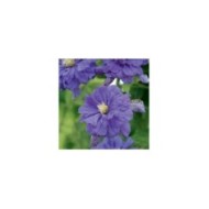 Clématite Floral Dance® (D.R Travers)