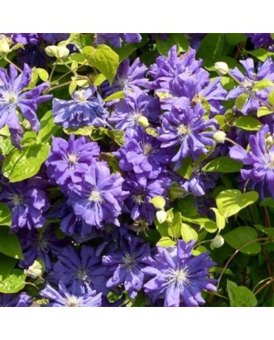 Clématite Floral Dance® (D.R Travers)
