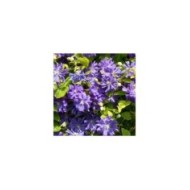 Clématite Floral Dance® (D.R Travers)