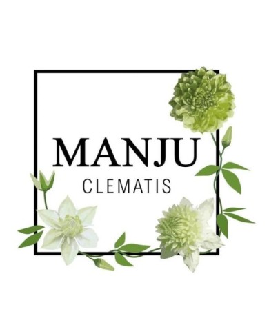 Clématite florida Manju (D.R Travers)