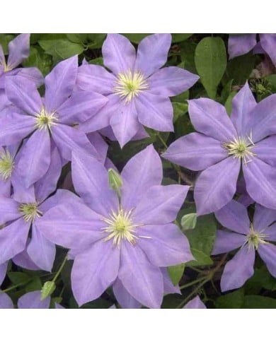 Clématite Fuji Musume (D.R Travers)
