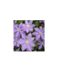 Clématite Fuji Musume (D.R Travers)