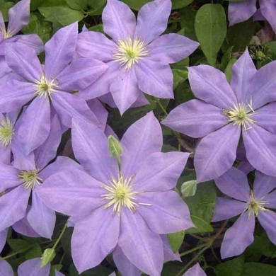 Clématite Fuji Musume (D.R Travers)