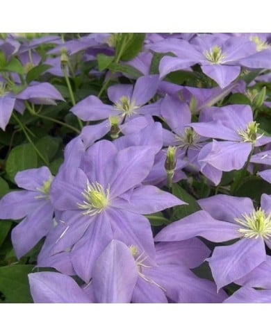 Clématite Fuji Musume (D.R Travers)