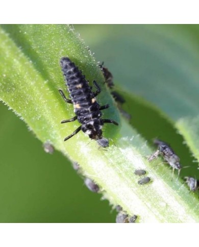 Coccifly coccinelles anti-pucerons pour petites plantes et arbustes BIOTOP - 50 larves