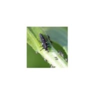 Coccifly coccinelles anti-pucerons pour petites plantes et arbustes BIOTOP - 50 larves