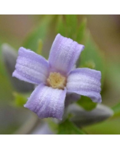 Clématite heracleifolia Côte d'Azur (D.R. / ©Pépinières Travers)