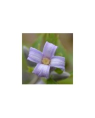 Clématite heracleifolia Côte d'Azur (D.R. / ©Pépinières Travers)