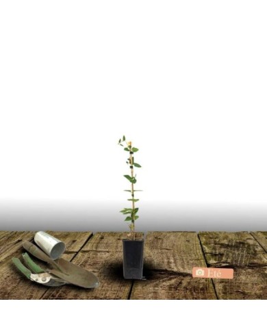 Clématite heracleifolia Côte d'Azur (D.R Travers)