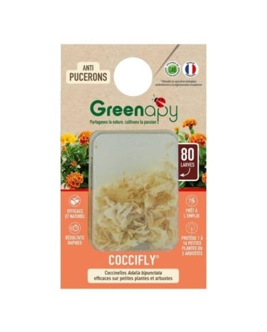 Coccifly coccinelles anti-pucerons pour petites plantes et arbustes BIOTOP - 80 larves