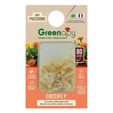 Coccifly coccinelles anti-pucerons pour petites plantes et arbustes BIOTOP - 80 larves