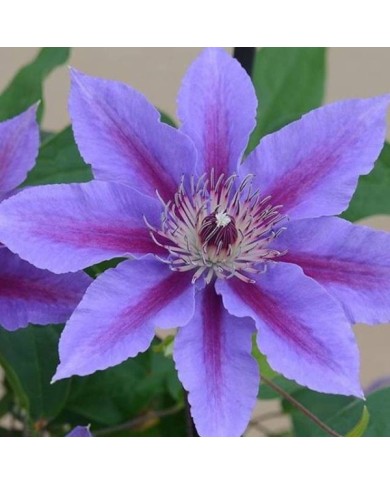 Clématite Ines™ 'Evipo059' (D.R Travers)
